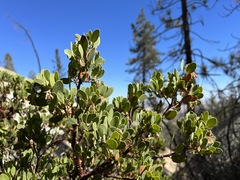Arctostaphylos × benitoensis