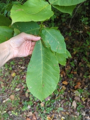 Cameraria caryaefoliella