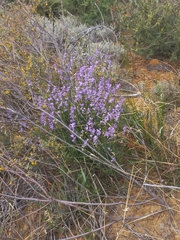 Heliophila juncea