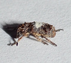 Toxonotus cornutus