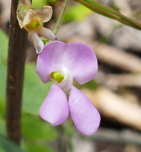 Slimleaf bean (Phaseolus angustissimus)