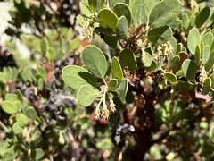 Arctostaphylos × benitoensis