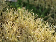 Cladonia furcata