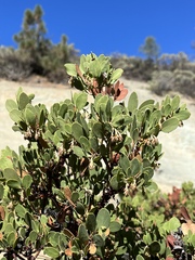 Arctostaphylos × benitoensis