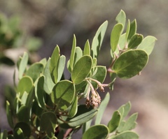Arctostaphylos × benitoensis