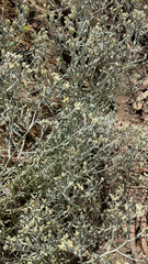 Pseudognaphalium microcephalum