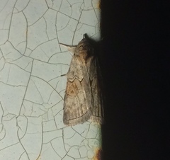 Nycteola
