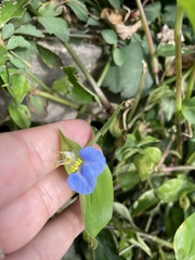 Commelina communis
