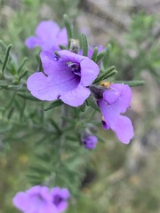Prostanthera stenophylla