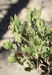 Arctostaphylos × benitoensis