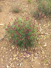 Indigofera venusta