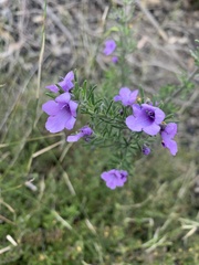Prostanthera stenophylla