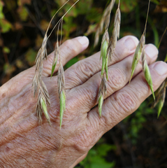 Bromus richardsonii