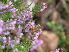 Apis mellifera