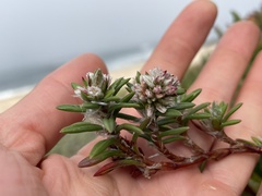 Polygonum paronychia