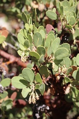 Arctostaphylos × benitoensis