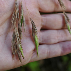 Bromus richardsonii