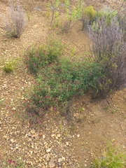 Indigofera venusta