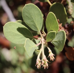 Arctostaphylos × benitoensis