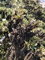 Haplopappus foliosus