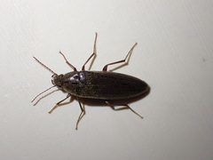 Synchroa punctata