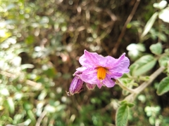 Solanum caripense