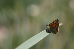 Lycaena bleusei