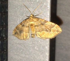 Pelurga comitata