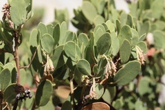 Arctostaphylos × benitoensis