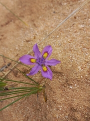 Moraea macrocarpa