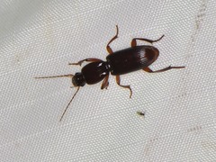 Stenomorphus californicus