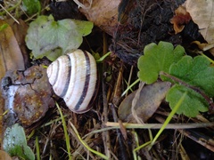 Caucasotachea vindobonensis