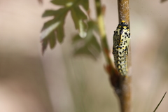 Aporia crataegi