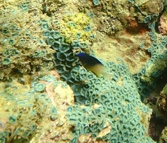 Stegastes partitus