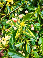 Euonymus japonicus
