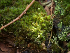 Campylopus introflexus