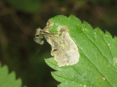 Agromyza pseudoreptans