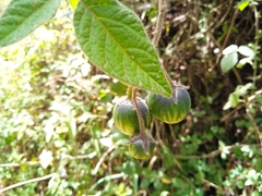 Solanum caripense