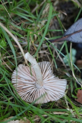 Cantharellula umbonata