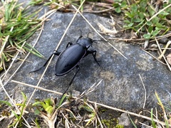 Carabus violaceus
