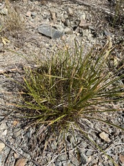 Carex deflexa