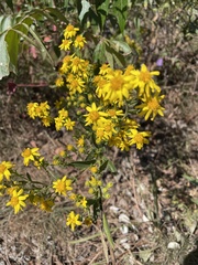 Solidago petiolaris