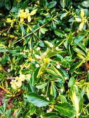 Euonymus japonicus