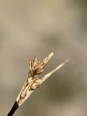 Carex deflexa