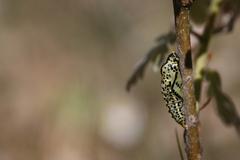 Aporia crataegi