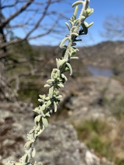 Cyphanthera albicans