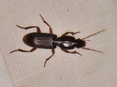 Stenomorphus californicus