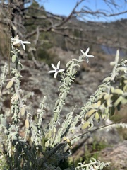 Cyphanthera albicans