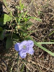 Ruellia caroliniensis