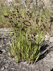 Juncus ensifolius